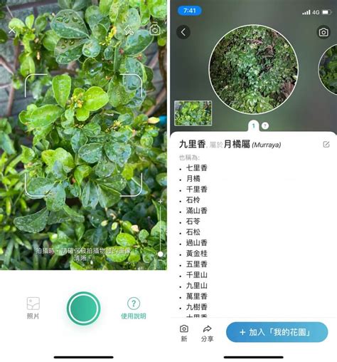 植物種類查詢|照片識別植物